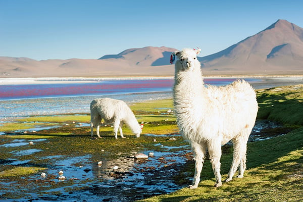 alpaca-bolivia